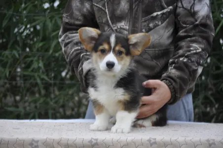 Welsh Corgi Pembroke - Hermes The Playful From Farm Of Happy Dogs