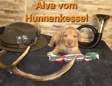 Hungarian Wire-haired Vizsla - Alva Vom Hunnenkessel