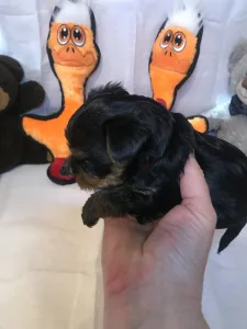 Yorkshire Terrier - Csenge