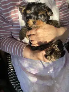 Yorkshire Terrier - Olivér