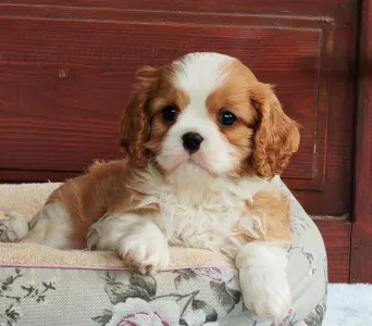Cavalier King Charles Spaniel - Benetton 