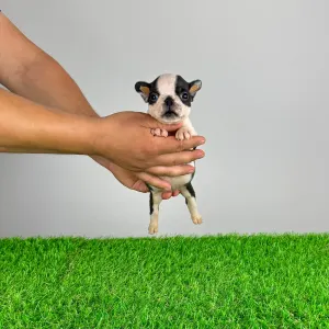 Boston Terrier - Yelly