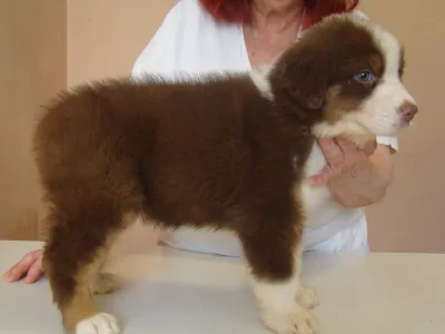 Australian Shepherd - Chocolade Baby
