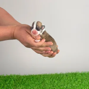 Pembroke Welsh Corgi - Yuri