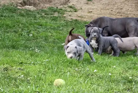 Amerikai Bully - Pocket - Ak Bully Kyra/una