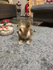 Biewer Terrier - Brownie