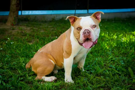 American Bully - Exotic - Abhnt-Brutus