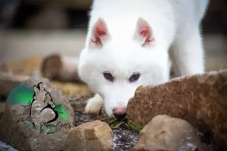 Husky siberian - Polar Moonlights