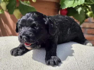 Cavapoo - Blackrose