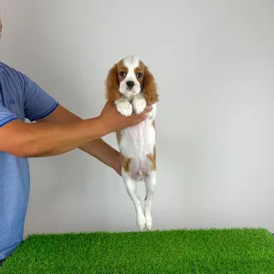 Cavalier King Charles Spaniel - Patriot