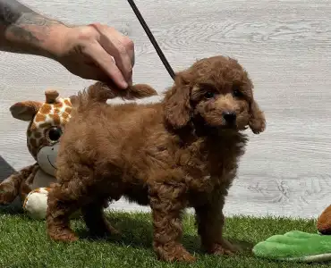 Poodle Miniature - Yessica