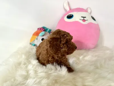 Törpe uszkár - Fedra