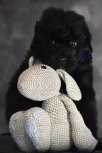 Bouvier des Flandres - Jules De L’ Ami Gris