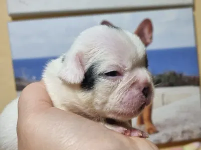 French Bulldog - Boy1