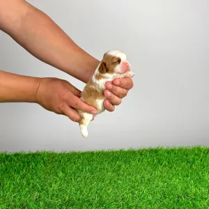 Cavalier King Charles Spaniel - Karosso