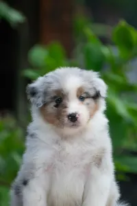 Australian Shepherd - Winstead Lively Gleam
