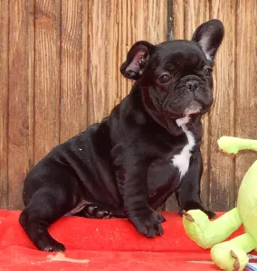 Francia bulldog - Diva