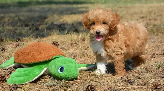 Maltipoo - Arnold