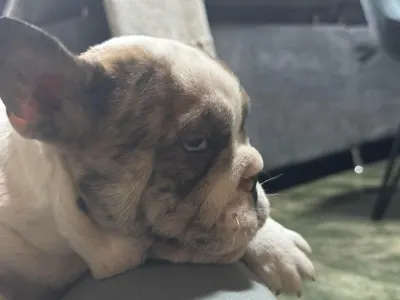 Bulldog francese - Bella