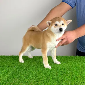 Shiba Inu - Kloe