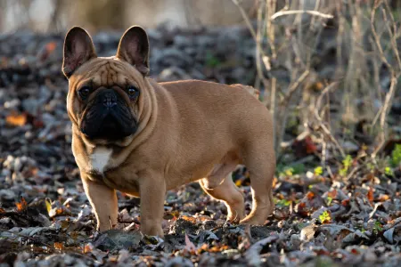 Französische Bulldogge - Black Pirate