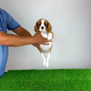 Cavalier King Charles Spaniel - Tanja