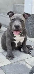 American Bully - Pocket - Bbb 