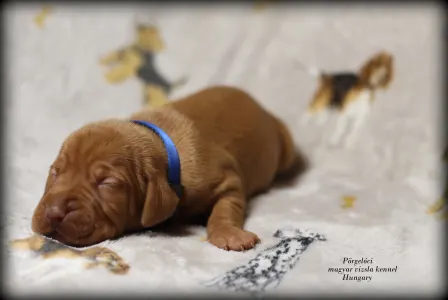 Rövidszőrű magyar vizsla - Alfa Romeo