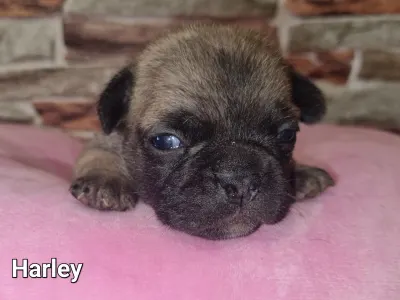 French Bulldog - Harley