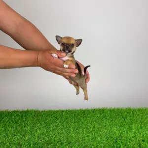 Чихуахуа - Birdy