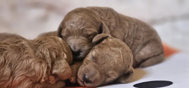 Poodle Medium - N Of Your Sweetest Dream