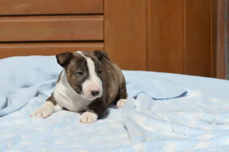 Miniature Bullterrier - Nolan