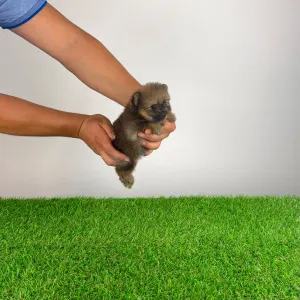 Pomeranian - Nina