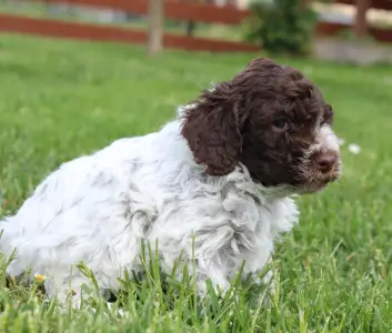 Lagotto Romagnolo - Tomborgotto Bora