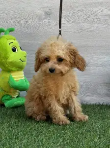 Cavapoo - Ellie ( Toy Size )
