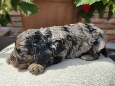 Kavapoo - Max