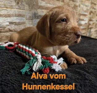 Hungarian Wire-haired Vizsla - Alva Vom Hunnenkessel