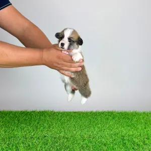 Welsh Corgi Pembroke - Babbit