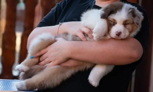 Australian Shepherd - Winstead Grand Illusions