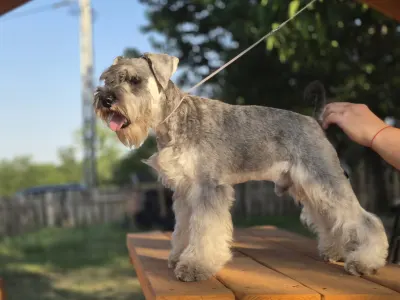 Zwergschnauzer - Kicsijo