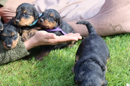 Airedale Terrier - Akiro - Violet