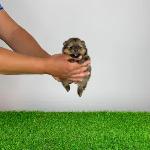 Pomeranian - Fiby