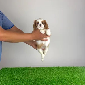 Cavalier King Charles Spaniel - Occia
