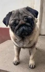 Mopsz - Cauda Anularis Phinja