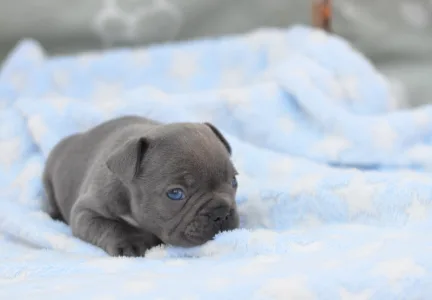 Francuski buldog - Montclair