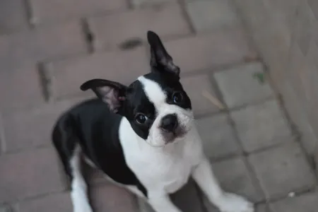 Terrier de Boston - Rosa