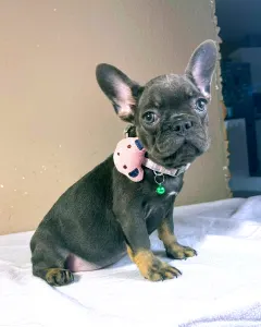 French Bulldog - Stella