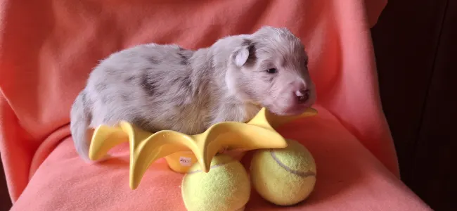 Border Collie - Fióna