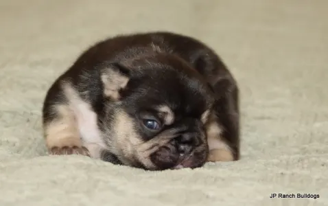 Bulldog francese - Zuzu
