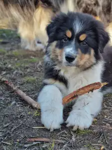 Ciobanesc Australian - Daikoku